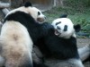 Pandas at Chiang Mai Zoo