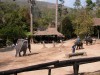 Elephant penalty shootout, Chiang Mai