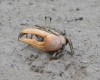 Fiddler Crab near Krabi