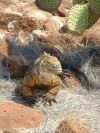 Land Iguana

Trip: South America
Entry: Galapagos
Date Taken: 05 May/03
Country: Ecuador
Taken By: Travis
Viewed: 1073 times