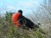 Frigate Bird

Trip: South America
Entry: Galapagos
Date Taken: 05 May/03
Country: Ecuador
Taken By: Travis
Viewed: 1141 times
Rated: 8.0/10 by 5 people