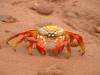 Sally Lightfoot Crab

Trip: South America
Entry: Galapagos
Date Taken: 03 May/03
Country: Ecuador
Taken By: Abi
Viewed: 1800 times
Rated: 9.1/10 by 9 people