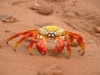 Sally Lightfoot Crab

Trip: South America
Entry: Galapagos
Date Taken: 03 May/03
Country: Ecuador
Taken By: Abi
Viewed: 2322 times
Rated: 9.1/10 by 9 people