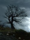 Windswept Tree on Patagonian Hilltop