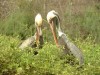Nesting Pelicans

Trip: South America
Entry: Galapagos
Date Taken: 03 May/03
Country: Ecuador
Taken By: Travis
Viewed: 1601 times
