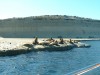 Sea Lions
