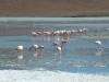 Flamingos