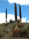 Puya Raimondi