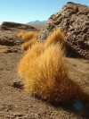Altiplano Vegetation