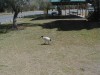 Ibis

Trip: Round the World in 5 Weeks
Entry: Brisbane
Date Taken: 20 Sep/03
Country: Australia
Taken By: Sheila
Viewed: 2507 times
Rated: 8.0/10 by 1 person