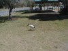 Ibis

Trip: Round the World in 5 Weeks
Entry: Brisbane
Date Taken: 20 Sep/03
Country: Australia
Taken By: Sheila
Viewed: 1944 times
Rated: 8.0/10 by 1 person